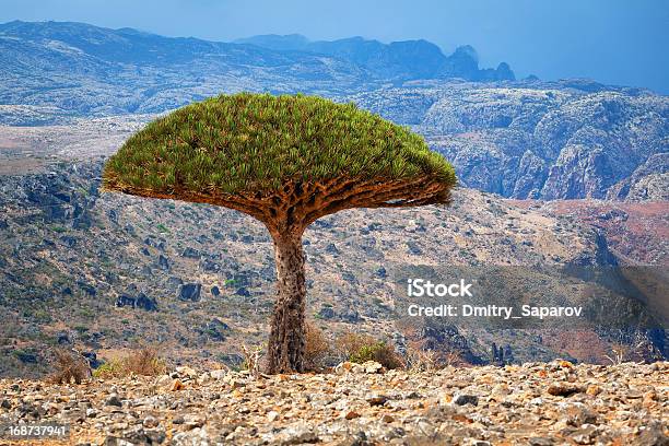 Drago Socotra Island Yemen Foto de stock y más banco de imágenes de Socotra - Socotra, Árbol, Aire libre