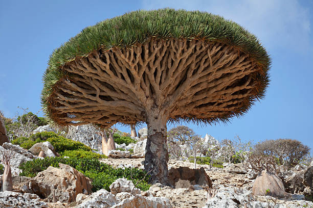 istock Dragon tree, island Socotra, Yemen 168737967