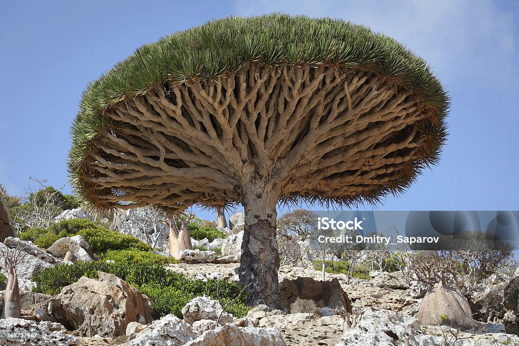 Dragon tree, island Socotra, Yemen Socotra Stock Photo