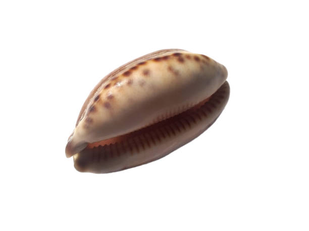 istock Composition of exotic sea shells on a white background. set of various mollusk shells isolated on white background. Oyster with white background. Beach shell or Scallop 1687380991