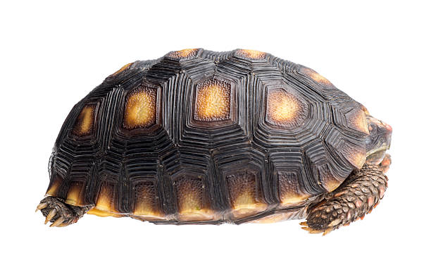 istock Cherry head red foot tortoise 168738206