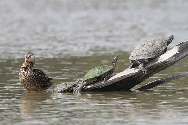Photo of Female Mallard and Three Turtles - Texas