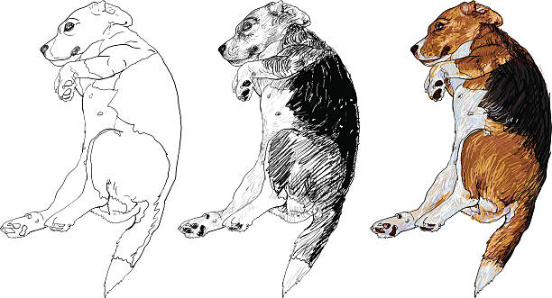 ilustrações, clipart, desenhos animados e ícones de engraçado pose de beagle - tracing red pets dog