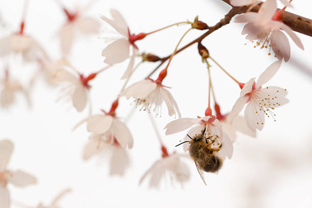 istock bee and peach flower I 168738506