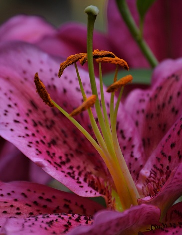 A macro of the reproductive part of a deep pink oriental lily
