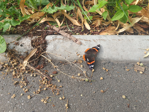 bright black and orange butterfly on the asphalt, selective focus