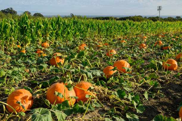 Free Stock Photo of Field full of orange pumpkins ready for harvest ...