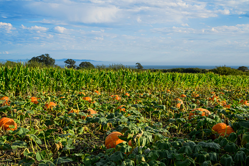 Field of ripening pumpkins growing along California coast, with corn stalks in the background.\n\nTaken in Santa Cruz, California, USA.