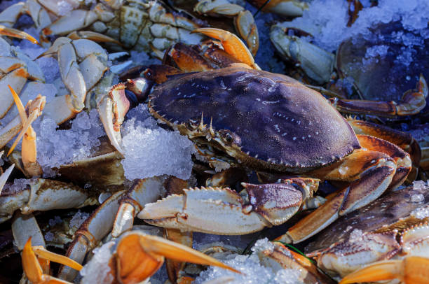 istock Live Dungeness Crabs in Shipping Container 1687425222