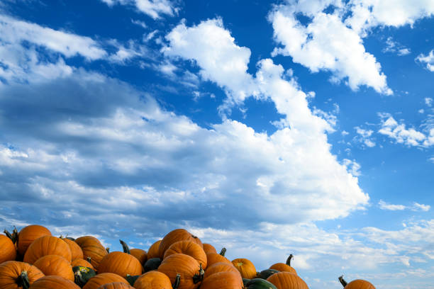 Pile of harvested pumpkins, along California coast, with a dramatic cloudy sky in the background.Taken in Santa Cruz, California, USA.