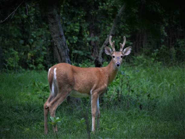istock A Young Nervous Buck 1687428346
