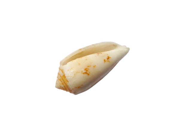 istock Composition of exotic sea shells on a white background. set of various mollusk shells isolated on white background. Oyster with white background. Beach shell or Scallop 1687429810