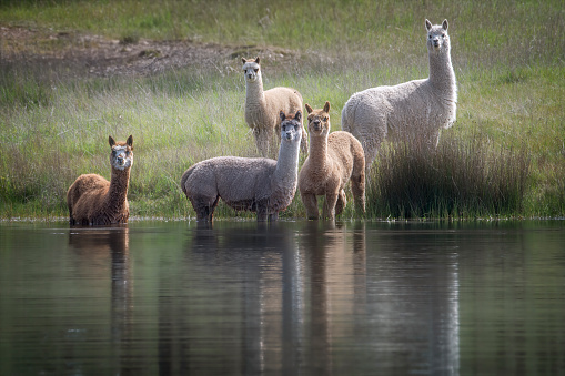 Cute herd of alpaca enjoying the sunshine by a pond
