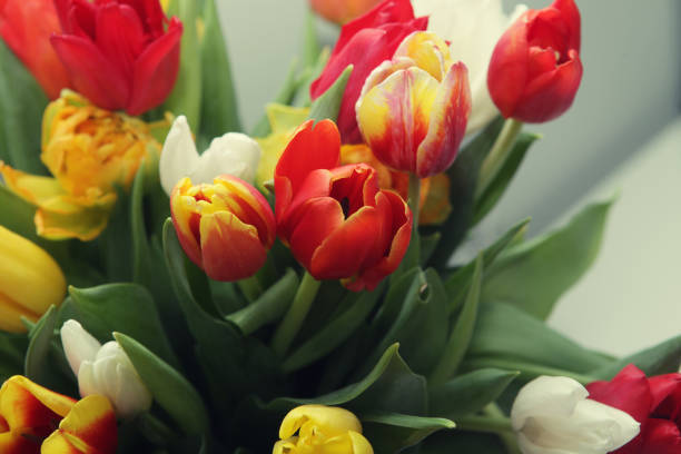 istock bouquet of the fresh tulips 1687439154