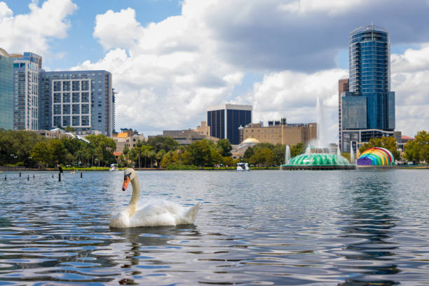 istock Swan on Orlando, Florida lake 1687440498