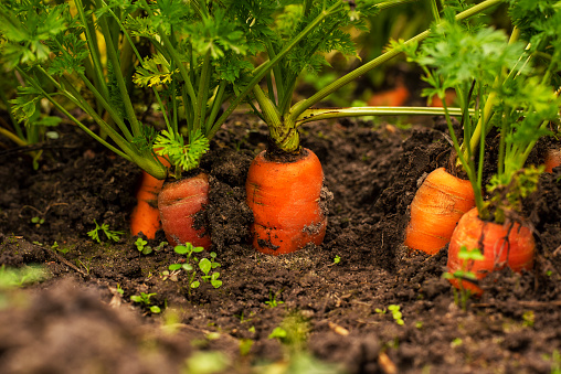 Carrots growing in the ground. natural real look of vegetables in the ground.