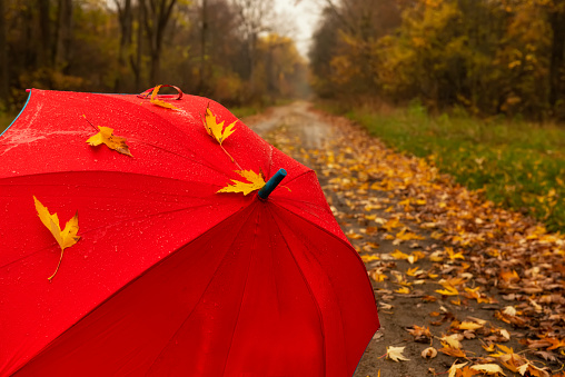 A red umbrella covered in yellow maple leaves and raindrops on a path in the autumn park.