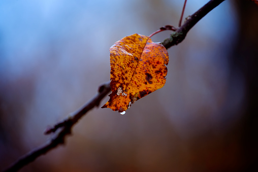 autumn last leaf on a branch with a drop of rain. rainy gloomy sad weather. Rainy late autumn mood