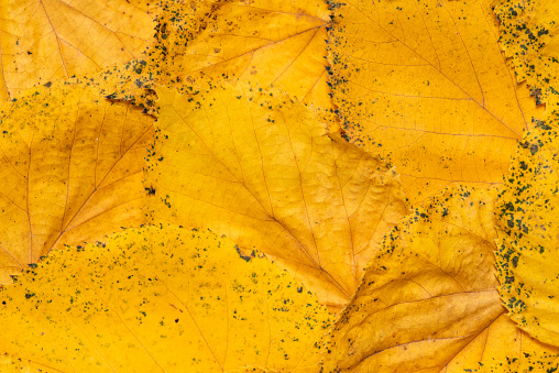 Abstract image of a bunch of leaves in autumn yellow, with detailed veins through the leaves