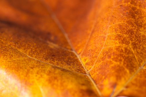 Extreme macro shot of a textured yellow, brown, orange leaf with all the details. Abstract image