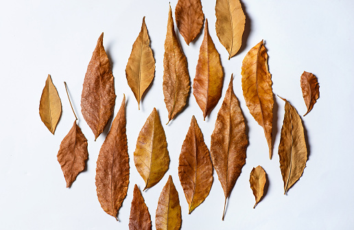 Collection of dried leaves. Brown autumn dry tree leaves lying on a white background