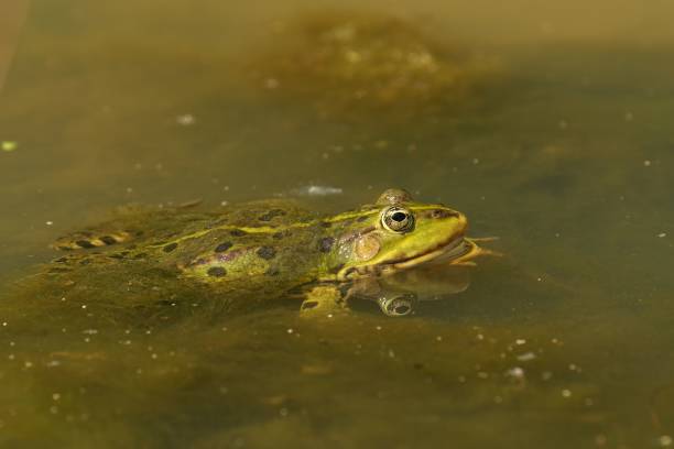 istock Vibrant green frog perched in a pond of tranquil water 1687478276
