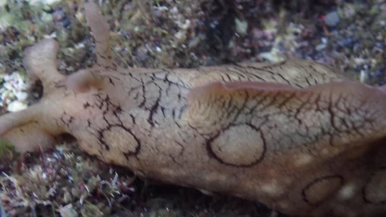 Aplysia dactylomela, the spotted sea hare - La Palma, Canary Islands