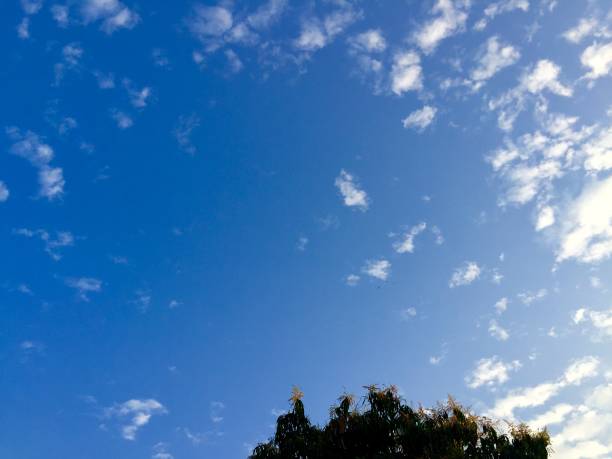 istock leaves visible against a clear sky in the morning 1687498649