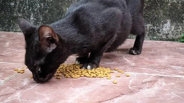 Photo of an abandoned black cat on a tiled floor eating cat food given by someone who passed by