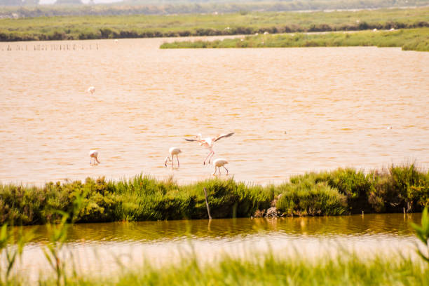 istock Landscape The Po Delta 1687527122