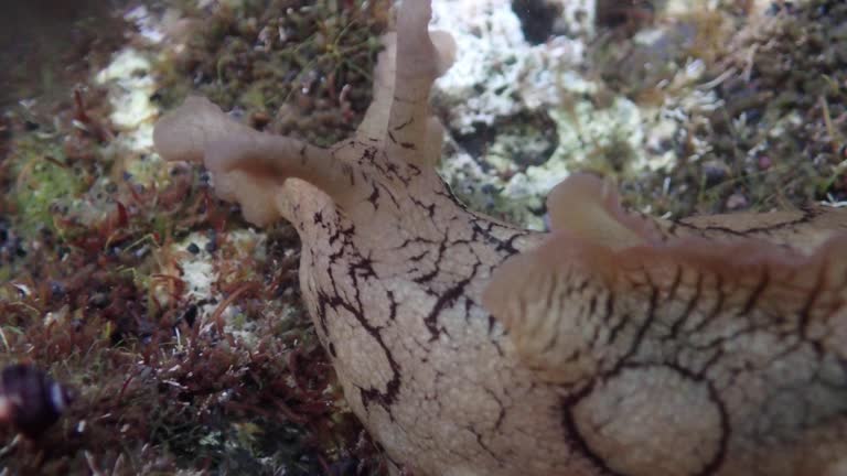 Aplysia dactylomela, the spotted sea hare - La Palma, Canary Islands