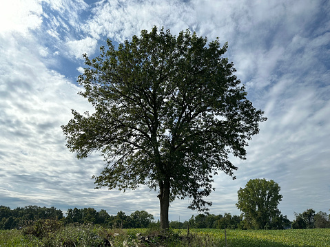 A green ash tree on a hill