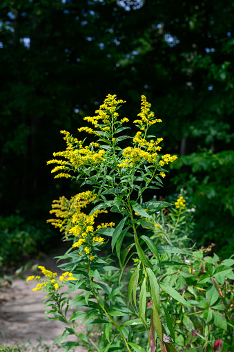 Close up of the blooming yellow inflorescence of Solidago canadensis, known as Canada goldenrod or Canadian goldenrod.