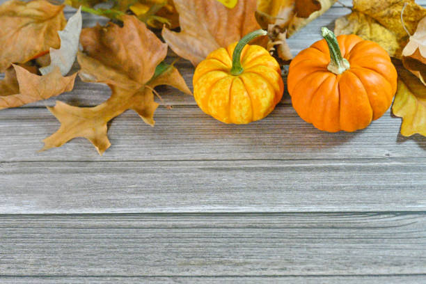 Autumn pumpkins Autumn pumpkins and leaves. Seasonal background for autumn storytelling, thanksgiving holiday, postcards, greeting card, invitations, design, pumpkins and autumn marketing and advertising. Not AI. miniature pumpkin stock pictures, royalty-free photos & images