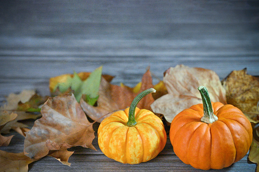 Autumn pumpkins. Seasonal background for autumn storytelling, thanksgiving holiday, postcards, greeting card, invitations, design, pumpkins and autumn marketing and advertising. Not AI.