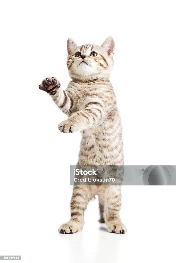 Funny playful cat on white background Animal Stock Photo