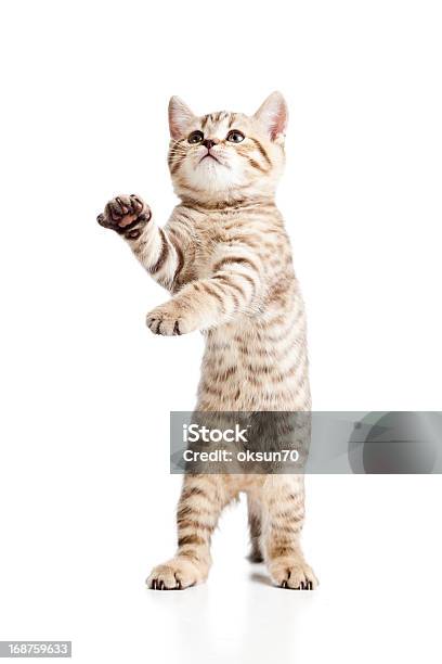 Funny Playful Cat On White Background Stock Photo - Download Image Now - Animal, Animal Hair, Cute