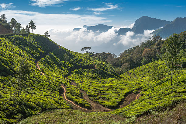 istock Tea plantations in Munnar, Kerala, India 168762033