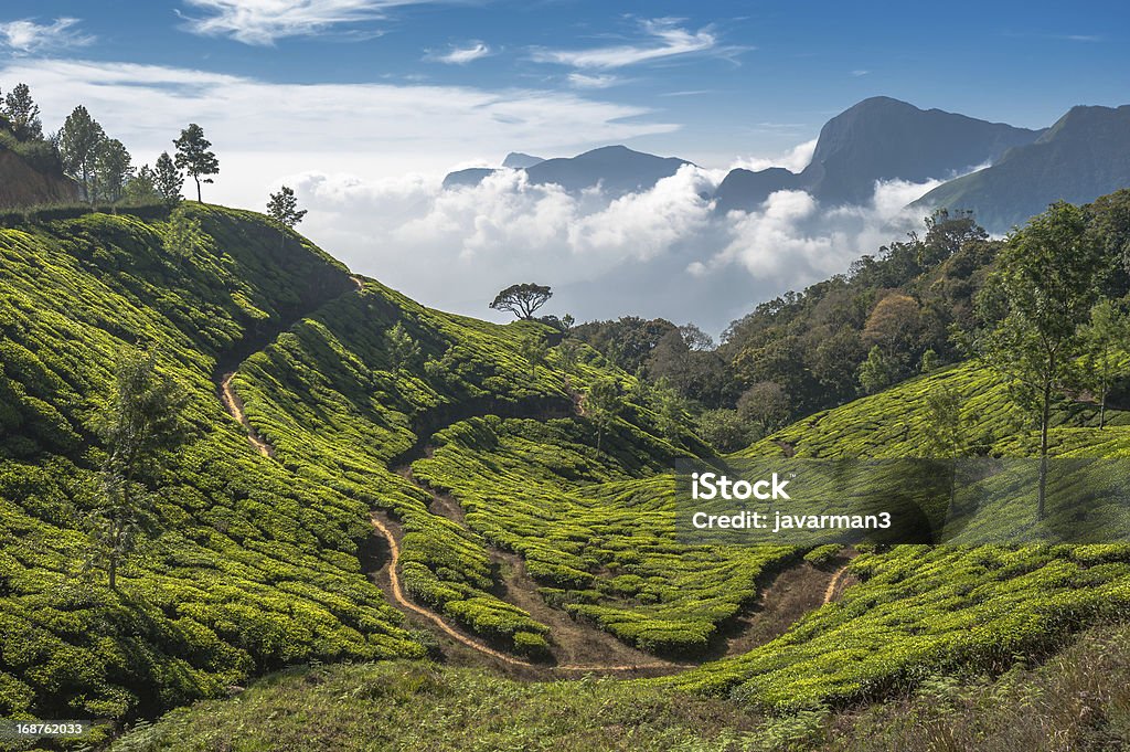 Tea plantations in Munnar, Kerala, India Agriculture Stock Photo