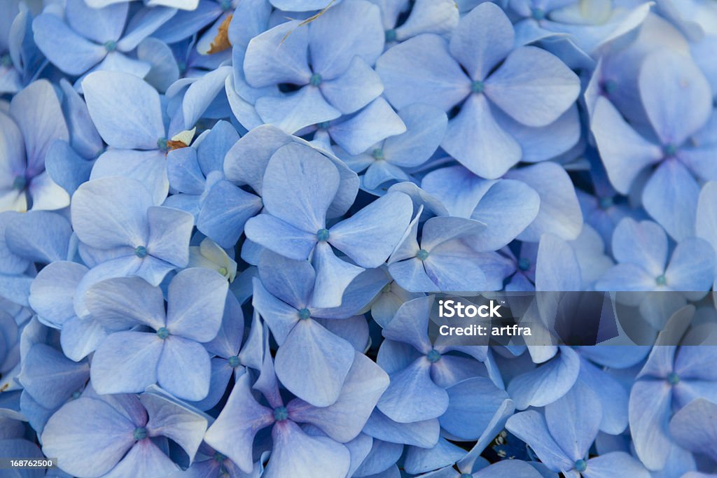 Blue hydrangeas - Zbiór zdjęć royalty-free (Bez ludzi)