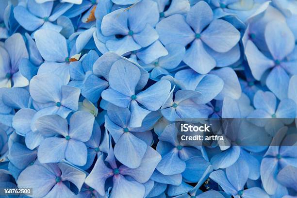 Blue Hydrangeas - zdjęcia stockowe i więcej obrazów Bez ludzi - Bez ludzi, Bliskie zbliżenie, Botanika