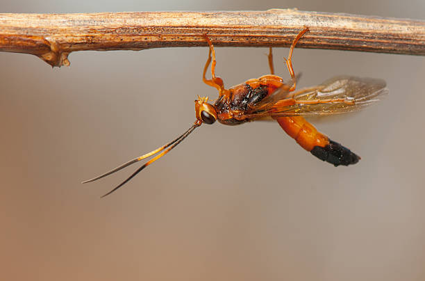 callajoppa exaltatoria - exaltatoria - fotografias e filmes do acervo