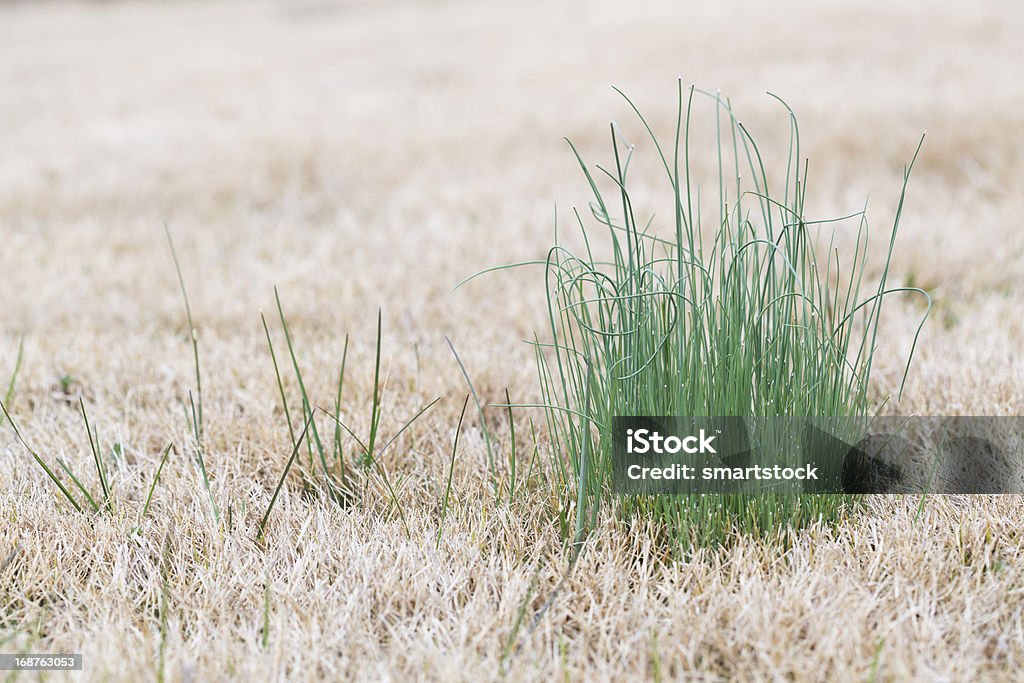 Wild Zwiebeln wachsenden in Ruhender Lawn Gras - Lizenzfrei Wilder Lauch Stock-Foto