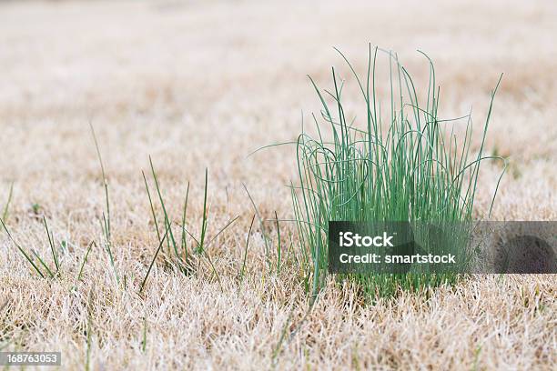 Wild Onion Growing In Dormant Lawn Grass Stock Photo - Download Image Now - Wild Leek, Bare Tree, Brown