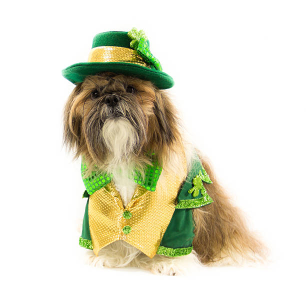 istock Shih Tzu Celebrates St. Patrick's Day 168763123