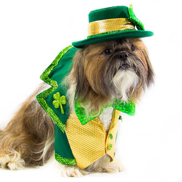 istock Shih Tzu Dressed for  St. Patrick's Day 168763256