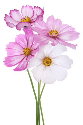 Studio Shot of Fuchsia and Pink Colored Cosmos Flowers Isolated on White Background. Large Depth of Field (DOF). Macro.