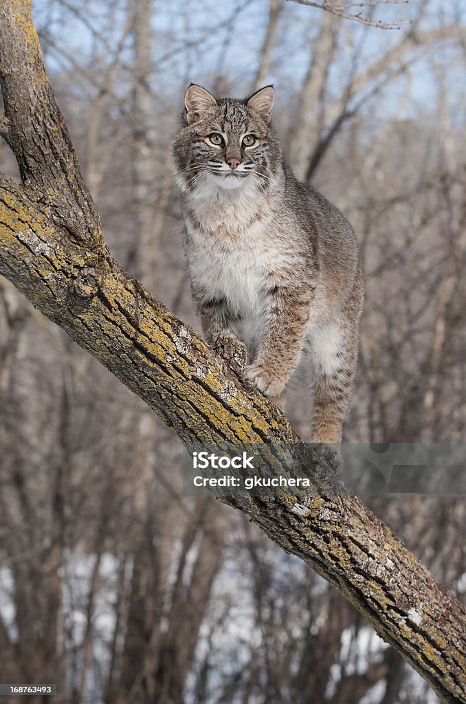 Bobcat (Lynx rufus) Stands on Branch in Tree Bobcat (Lynx rufus) Stands on Branch in Tree - captive animal Animal Stock Photo