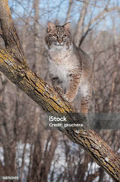 Bobcat Stands On Branch In Tree Stock Photo - Download Image Now - Animal, Animal Wildlife, Animals Hunting