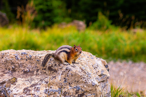 A cute chipmunk sitting on a stone.